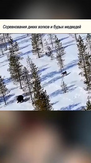 1.4M views · 8.8K reactions | Dimitri Abramov on Reels | Facebook