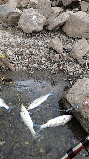 Exciting Striper Fishing at Conowingo Dam, Maryland