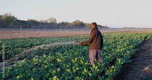 Close-up. Black African subsistence farmer watering vegetables at sunrise in a dry riverbed