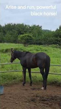 I love black horse Because he tun fast and have big power. #happy #to meet me#healing #travel #love