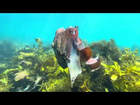 Snorkeling Shelly Beach, Manly