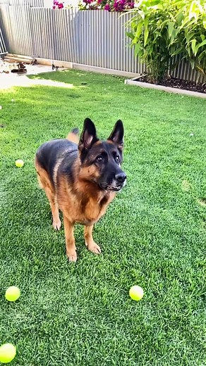 ✨Derpy derp✨ #trending #harryandeva #fypシ #gsdoftiktok #germanshepherd #gsdtok #slowmotion #slowmotiondog #dogtoker
