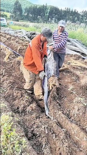 Yam Farming Secrets — Easy Planting and Efficient Harvest!