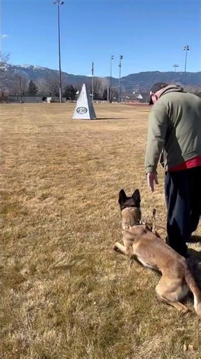 The blind search in IGP #dogshorts #malinoismonday #dogsport #workout