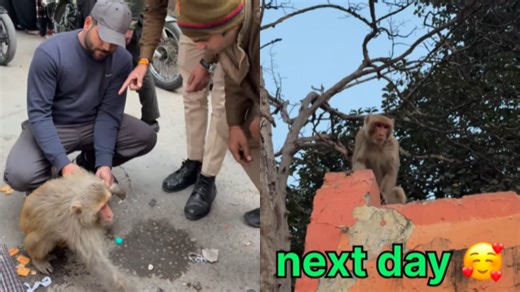 Viral Video: Internet In Happy Tears As Cops Rescue Grieving Mother Monkey After Baby’s Death