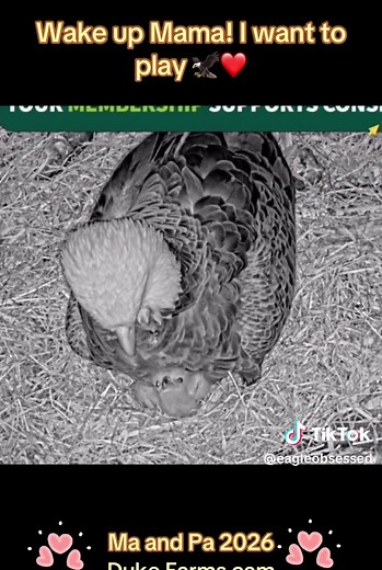 Duke Farms Eagle Cam: Eaglets Play Time