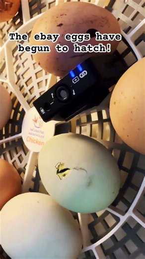 The eBay eggs have begun to hatch