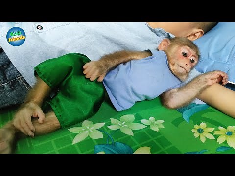 99 Best Moments of Monkey Kobi funny and cute