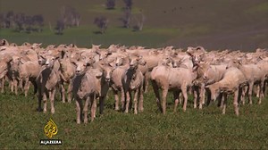 Sheep farming making a comeback in Australia