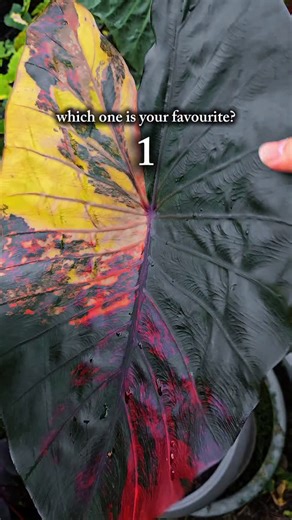 𝘼𝙍𝙊𝙄𝘿 𝙈𝙄𝙓 𝙉𝙊 1 𝙈𝘼𝙇𝘼𝙔𝙎𝙄𝘼 on Instagram: "Which one is your favourite? . #NADIPOKOKS #AroidMixbyNadiPokoks #NadiPokoksGarden #SupraBoostbyNadiPokoks #SignatureMossPolebyNadiPokoks"