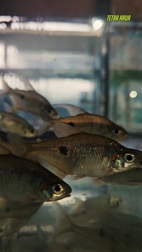 FishStore on Reels | Facebook