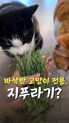 헤어볼에 효과좋은 고양이전용 지푸라기?!