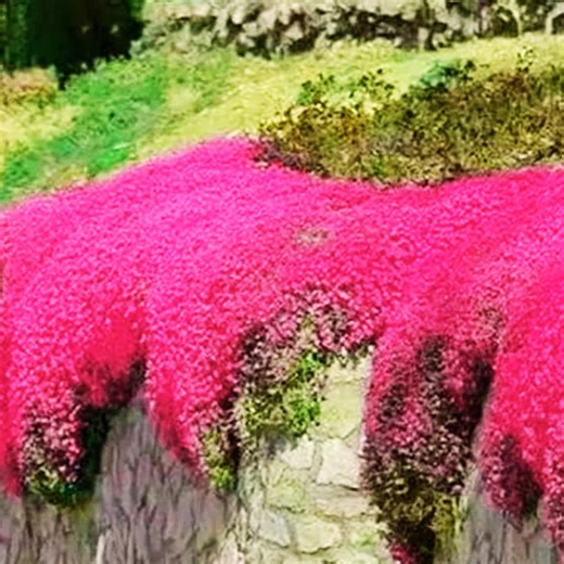 1000 Red Creeping Thyme Seeds: Fragrant Lawn Alternative - Etsy