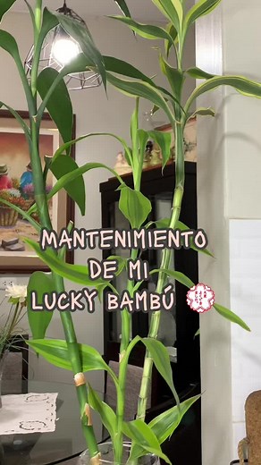 Cuentas recomendadas