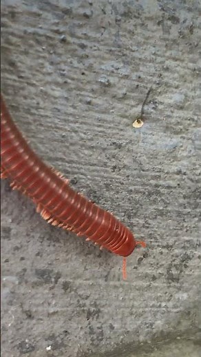 The Life and Many Legs of a Millipede
