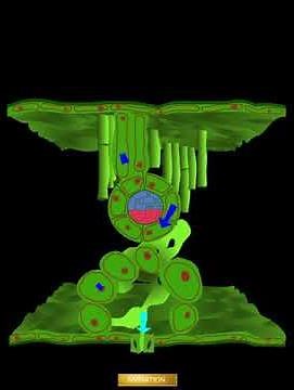 Transpiration des plantes