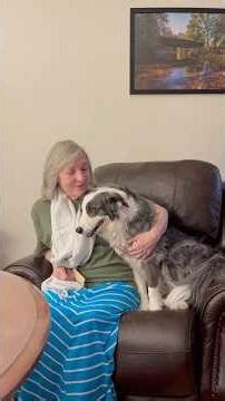 Story time with Zoey the Border Collie presents “Hey Diddle Dog Diddle” #bordercollie #dog