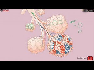 অধ্যায় ৭: গ্যাসীয় বিনিময় - জীবে গ্যাসীয় বিনিময় ও শ্বসনতন্ত্র [SSC]