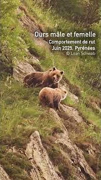 Rencontre avec un couple d'ours en période de reproduction, Pyrénées - juin 2025
