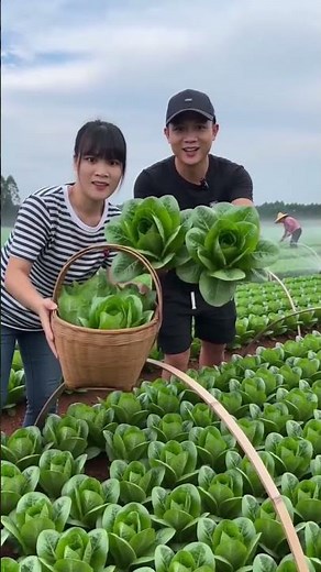 Amazing Farming Method 🌱 Grow More Crops with Smart Planting Techniques!