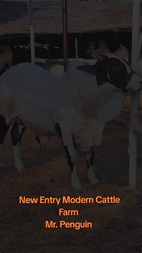 The Future of Cattle Farming: A Modern Approach