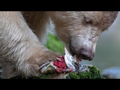 Three Spirit Bears / White Bears; Great Bear Rainforest; Canada