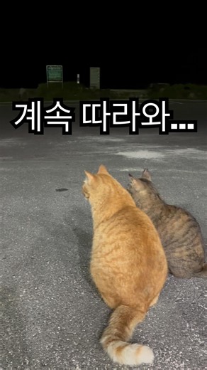 고양이가 숙소까지 따라온 이유(우도) #우도 #제주여행 #우도여행 #고양이 #힐링영상 #여행릴스 #감성영상 #반전영상#cat #travel #shorts #koreatrave
