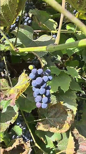 Harvesting dark grapes.
