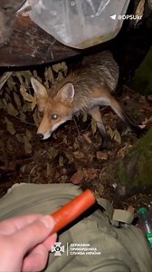 🦊 Ukrainian border guards feed the fox | In Ukraine