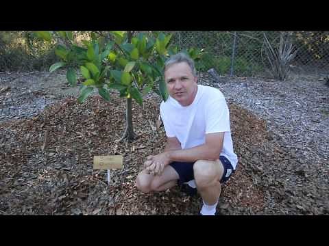 How to Label Fruit Trees - Low Cost Permanent Plant Markers
