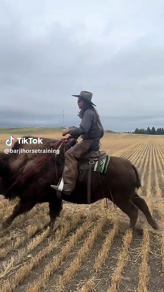 Its all about the money shots #buffalo #bison #buffalorider #guyonabuffalo #cowboys #winning