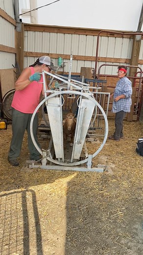Worked 117 kids today with CDT, Ultra Boss pour on for flies, and safeguard and copper sulfate for worms. | Dakota Wind Meat Goats