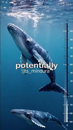 The LOUDEST Underwater Sound Ever 🌊🔊 (Sea Monster?) | #TheBloop #OceanMystery #DeepSea