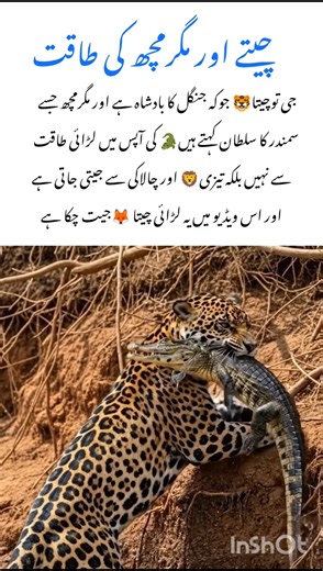 Cheetah vs Crocodile – A 🐆🐊 #cheetah #naturefacts #wildlife #nature #shorts