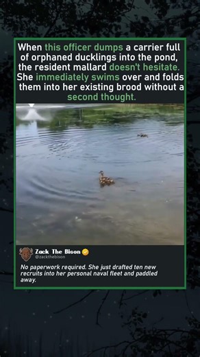 BUILDING A DUCK ARMY