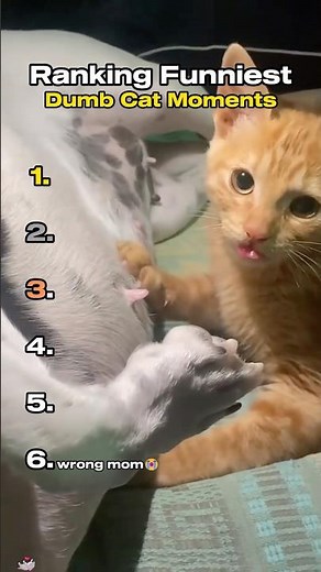 Ranking Funniest Dumb Cats Moments 🤣 #funnycats #cutecat #catmemes #fyp