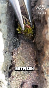 1.7M views · 10K reactions | Harvesting “Turtle Feet” Shellfish #oceanlife #barnacles #interestingfacts | Wild Heart | Facebook