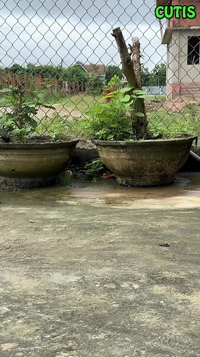 Missing baby monkey P2 #monkey #cutemonkey #familymonkey #funnymonkeyvideo #lovemonkey