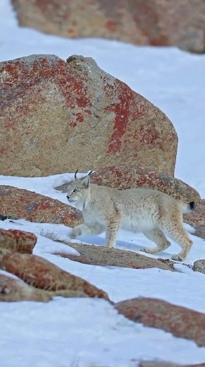 Living across Europe and Asia, the Eurasian lynx is one of the widest ranging cats in the world 🐾