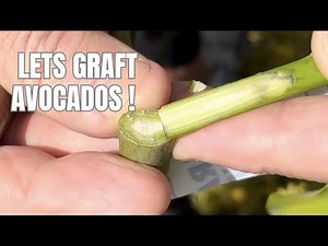 GROW YOUR OWN AVOCADO TREES - Easy Grafting Demo | Get Delicious Fruit
