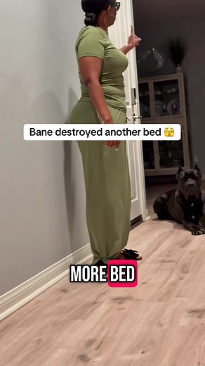 Cane Corso Bane's Viral Bed Destruction