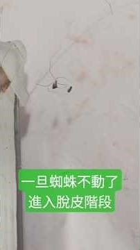 #昆蟲觀察 10，每天吃蟑螂，蜘蛛也會膩
