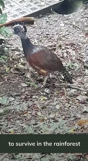 Look at this beautiful Great Curassow that we found in one of our walks in the company of her babies. At AOL you will always find something different, never the same experience, no matter how many times you visit us. So use our passes and live an experience with us. Entry Pass: $15 Day Pass: $32 You can check the weather at our hotel every day with the live cam we have in our website! https://www.arenalobservatorylodge.com/live-cam/ #aol #volcanarenal #costarica #animallover #hikingtrails | Aren