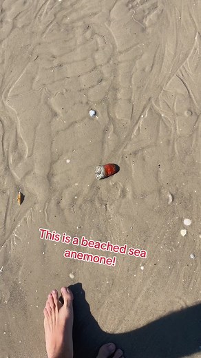 Exploring Beached Sea Anemones on the Fraser Coast