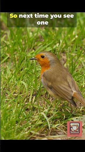 The Real Reason Robins Mean Spring UK vs North America #robin #birds #nature