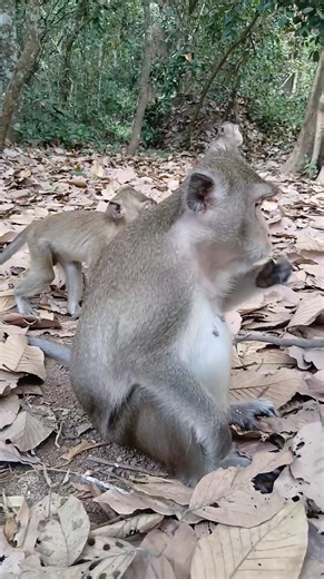 Anna monkey family #reels | Carbzilla Family