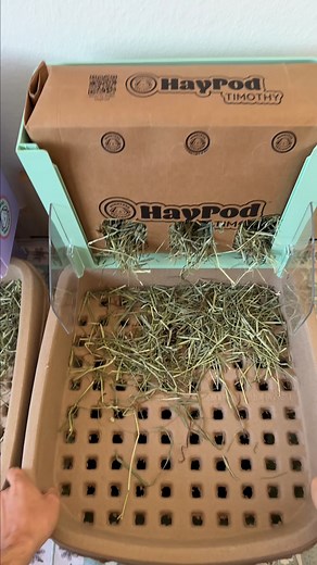 Day 2, 24 hours later the initial set up. #bunnylitterbox #rabbitlitterbox #rabbit #bunny #bunnytok @imBunnyDad