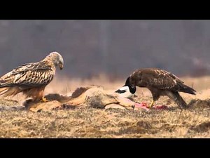 Rotmilan (Milvus milvus) Mäusebussard (Buteo buteo) Red Kite and Common Buzzard