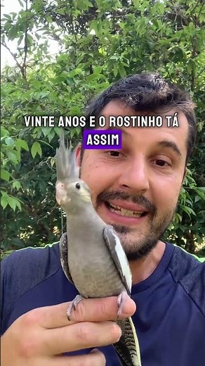 Como saber se a Calopsita é macho ou fêmea