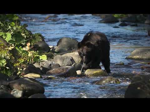 北海道 知床 斜里町 ヒグマがこっちに向かってくる